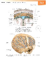 Sobotta Atlas of Human Anatomy  Head,Neck,Upper Limb Volume1 2006, page 268